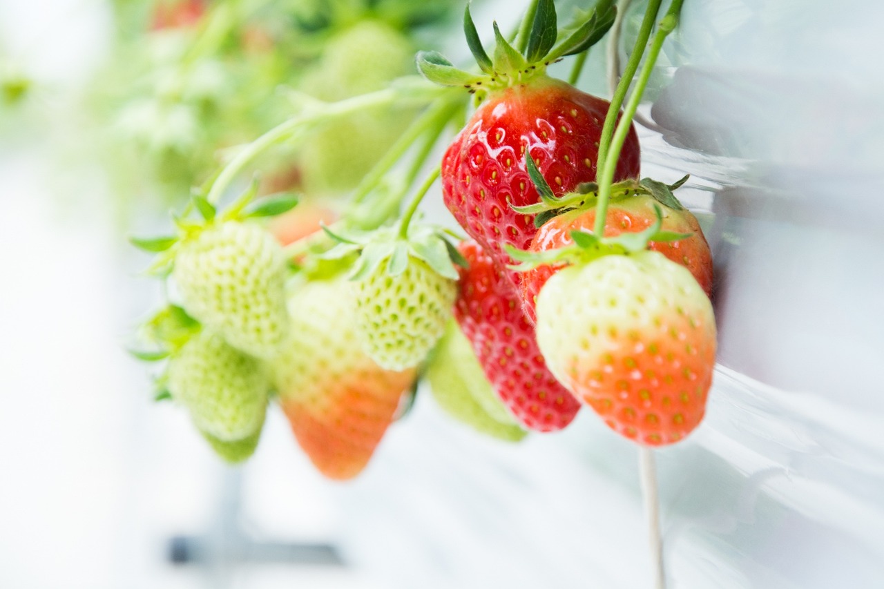 How to Grow Juicy, Tasty Strawberries